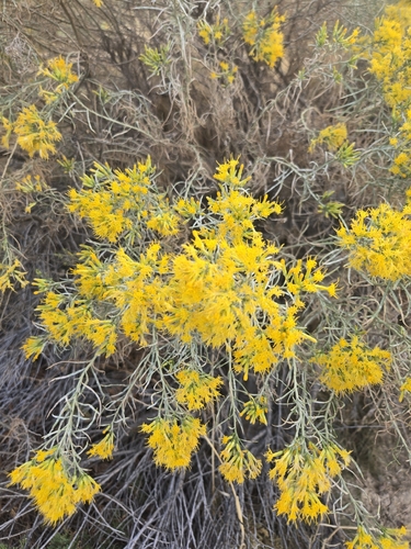 Rubber Rabbitbrush