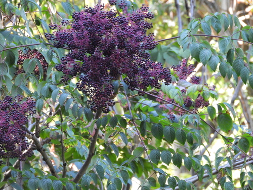 Aralia spinosa, photograph 5