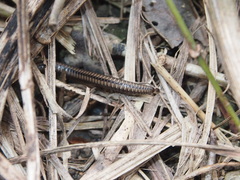 Anaulaciulus tonginus