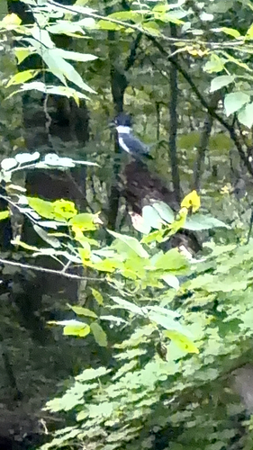 Belted Kingfisher