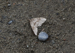 Trichopteryx polycommata