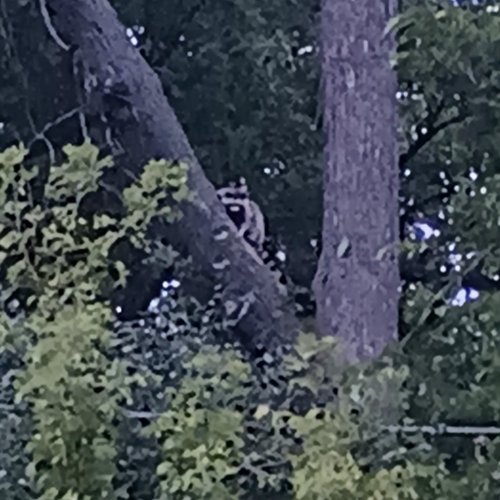 Common Raccoon