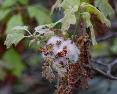 Callirhytis quercusoperator