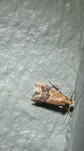 Broad-banded Eulogia Moth