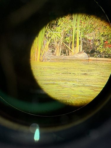 Midland Painted Turtle