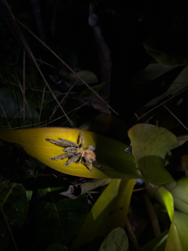 Bromelia Tarantula