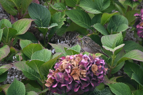 Lincoln's Sparrow