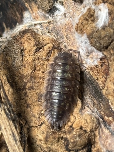 Common Shiny Woodlouse
