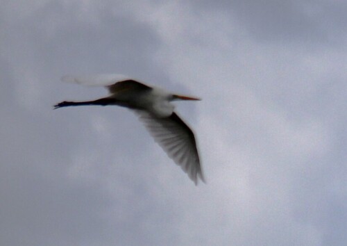 Great Egret