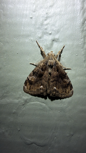 Definite Tussock Moth