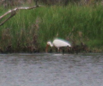White Ibis