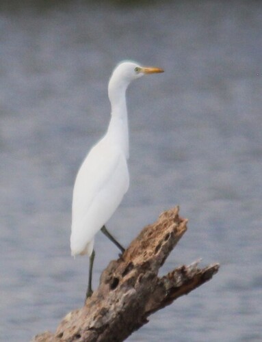 Western Cattle-Egret