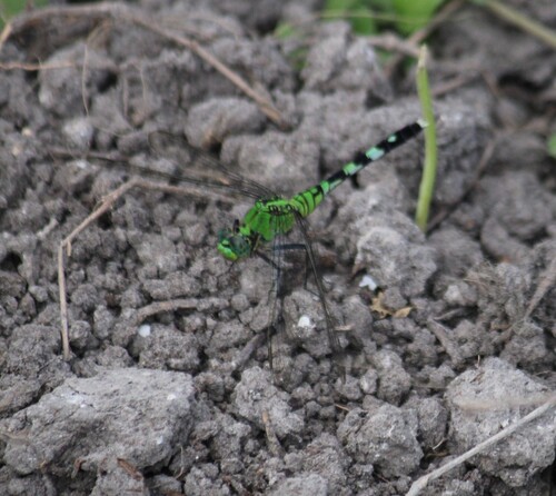 Eastern Pondhawk