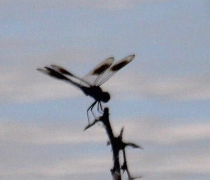 Four-spotted Pennant