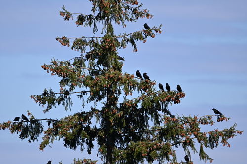 American Crow