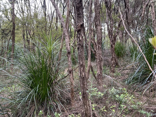 Kunzea robusta, photograph 6