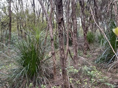 Kunzea robusta, photograph author not stated, no rights reserved