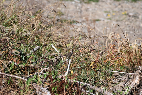 Golden-crowned Sparrow