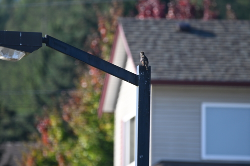 European Starling