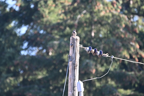 Northern Flicker