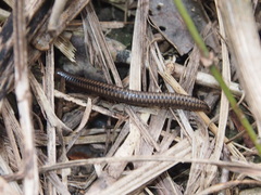 Anaulaciulus tonginus