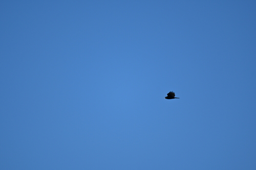 Turkey Vulture