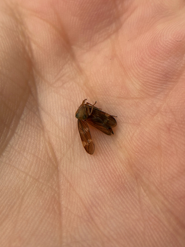 Coppery Leafhopper