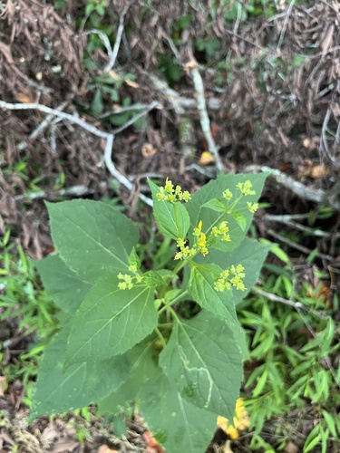 Yellow Crownbeard