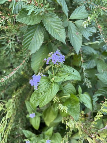 blue mistflower