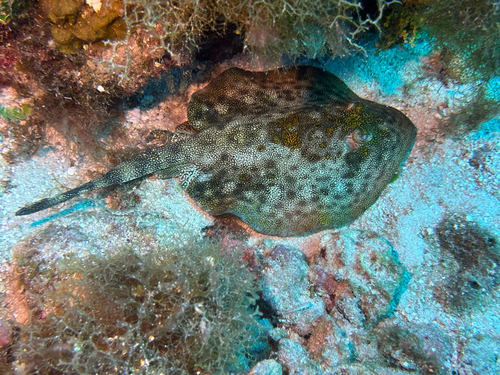 Yellow Stingray