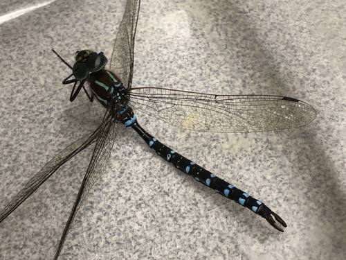 Black-tipped Darner