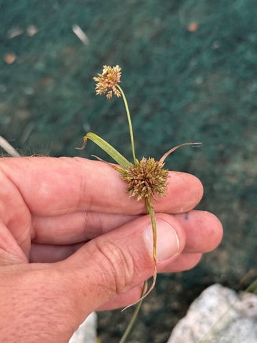 Great Plains Flatsedge