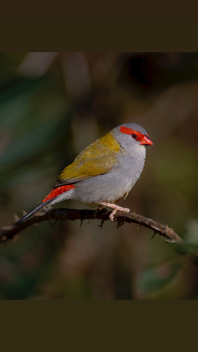 Red-browed Finch