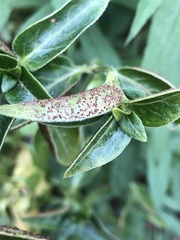 Puccinia vincae