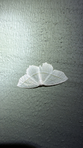 Pale Beauty