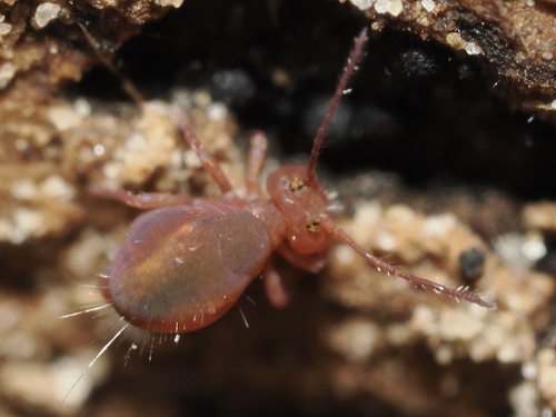 Dicyrtoma fusca