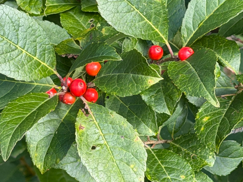 winterberry holly