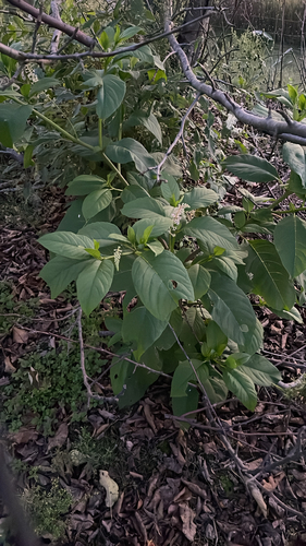 American pokeweed