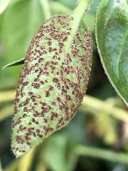 Puccinia vincae