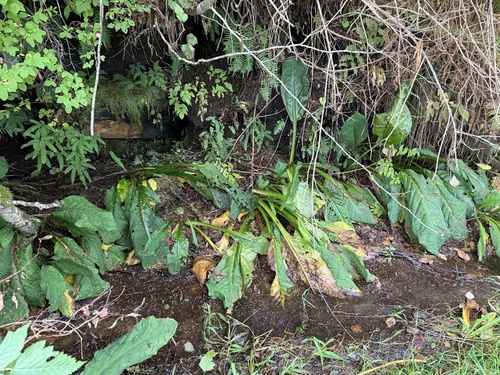 western skunk cabbage