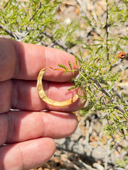 Vachellia vernicosa, photograph (c) Ian McFaul, some rights reserved (CC BY)