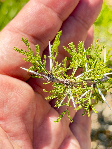 Vachellia vernicosa