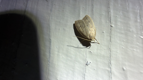 Gold-striped Leaftier Moth