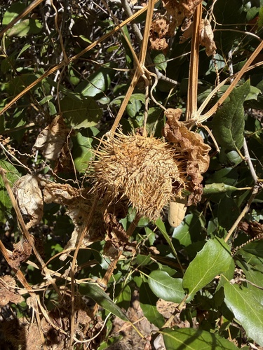 Fabaceae observed 2026-09-12