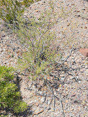 Vachellia vernicosa, photograph (c) Ian McFaul, some rights reserved (CC BY)