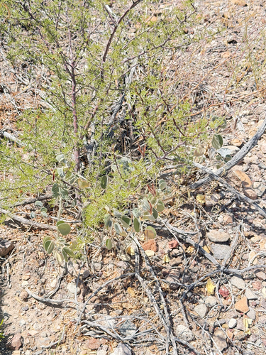 Vachellia vernicosa, photograph 4