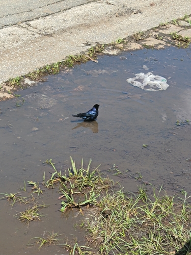 Shiny Cowbird