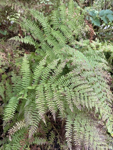 western lady fern