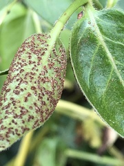 Puccinia vincae