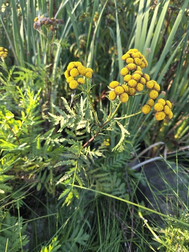 tansy